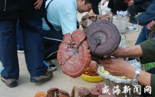 威海灵芝长势好、价格比前年涨了10倍 ()
