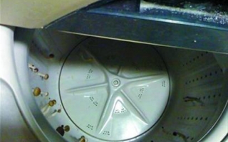 洗衣机里张蘑菇是真是假？ ()