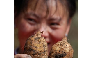 贵州雷山县天麻亩产量最高达3539斤 ()