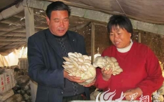 枣庄市台儿庄蘑菇喜获丰收 ()
