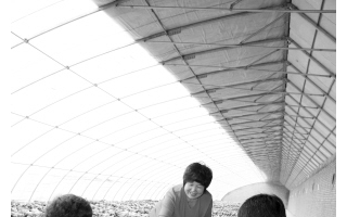 天津西青区张家窝镇农业产业园区灵芝试种成功 ()