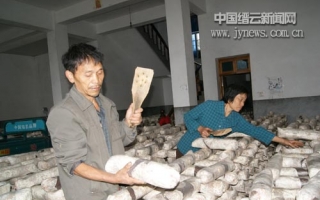 缙云县农民：不养鸭子改种菇 ()