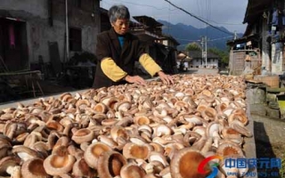 庆元香菇上市啦 ()