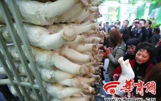 杨凌农高会上特色杏鲍菇 ()