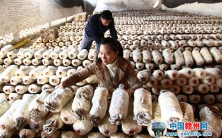 于都县积极发展Manbetx体育手机版推荐A9版本特色产业 ()