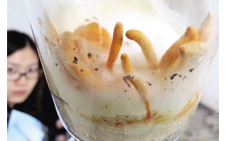 桑枝条培育出蛹虫草 ()