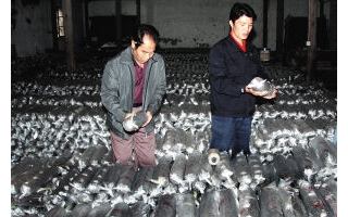 衢州橘农利用橘枝种香菇 ()