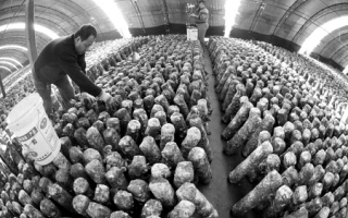 河北遵化市Manbetx体育手机版推荐A9版本成为农民增收重要来源 ()