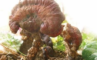 闹市区发现野生灵芝真稀罕 ()