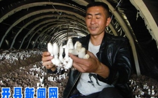 开县农民种鸡腿菇带动群众发家致富 ()