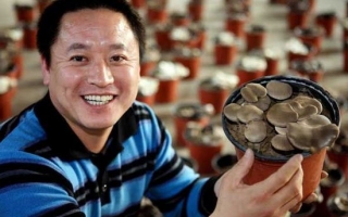 山西农民盆栽蘑菇试种成功 ()