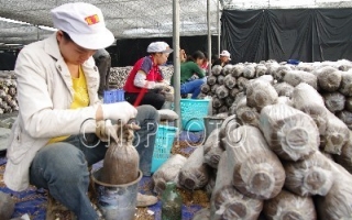 贵州福泉市Manbetx体育手机版推荐A9版本成为农民增收大产业 ()