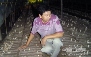 香菇深加工走出新门路 ()