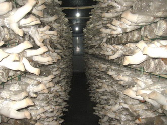 门头沟区清水镇实现Manbetx体育手机版推荐A9版本规模化生产