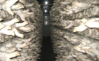 北京：清水湾Manbetx体育手机版推荐A9版本合作社首次实现规模化生产 ()