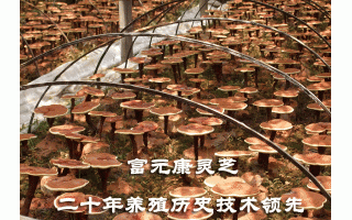 富元康灵芝发展依靠科技领先 ()