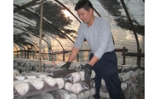 柳州进德镇大种Manbetx体育手机版推荐A9版本 ()