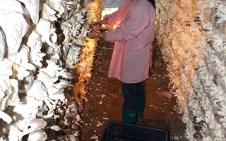 江西万年县“秀珍菇”带动农民走致富路 ()