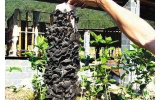 桑枝成了“摇钱树” ()