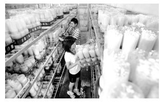 天津和泰丰Manbetx体育手机版V17版本发布.官网安卓网.香港有限公司日产金针菇40吨 ()