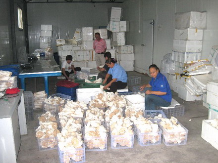 门头沟区清水镇实现Manbetx体育手机版推荐A9版本规模化生产