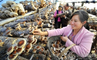 山西万荣县香菇种植成为新兴产业 ()