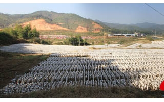 庆元黑木耳栽培规模得到快速发展 ()