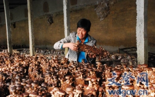 山东文登市大水泊镇采收今冬第一茬香菇 ()