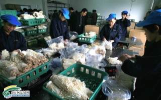镇江地产金针菇供不应求 ()