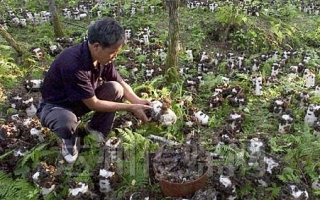 万源“山珍之尊”――黑木耳 ()