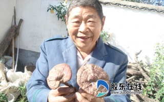 山东莱州：同一苹果树下两次长出灵芝 ()