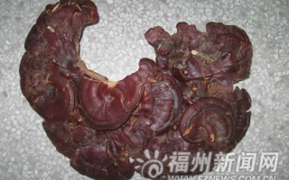 福建农林大学发现巨型连体灵芝 ()