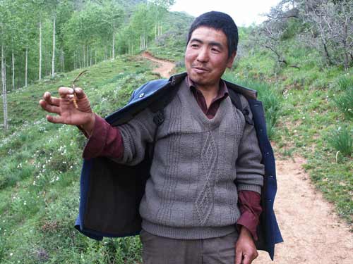 冬虫夏草：经济诱惑和生态保护间的两难抉择