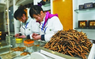 拉萨：虫草普遍涨价  最好的虫草每斤涨至10万元 ()