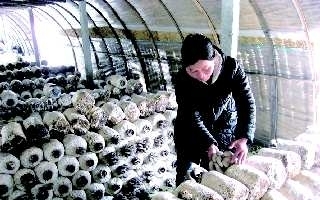 原料涨价　蘑菇价格水涨船高 ()