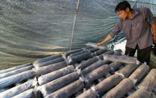 广西柳城县秋冬Manbetx体育手机版V17版本发布.官网安卓网.香港促增收 ()