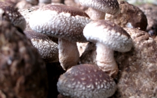 北京平谷区南独乐河镇香菇陆续上市 ()