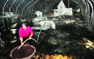 安徽肥西县突如其来的大火烧毁蘑菇棚 ()