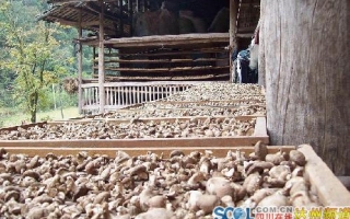四川万源市康乐乡香菇成为经济发展的重要支柱 ()