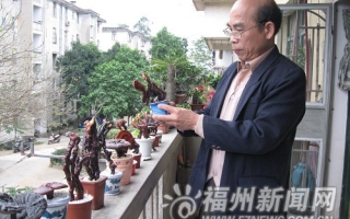 退休教师制作灵芝盆景乐趣多 ()