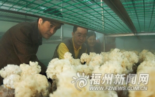 福建人工栽培绣球菌取得突破有望进入工厂化生产 ()