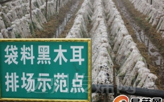 黑木耳产业成为农民创收支柱项目 ()