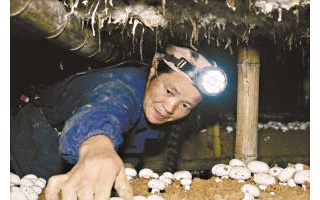 武汉新洲举办第五届蘑菇节 ()