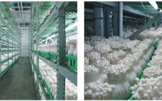 星河生物产品：白玉菇 ()