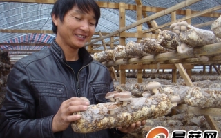 香菇日销千斤  ManBetX体育成就致富路 ()