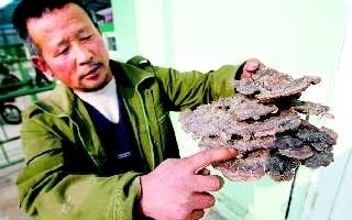 烟台发现5层野生灵芝 ()