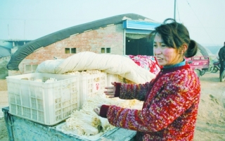 金针菇产量高了销路却成了问题 ()