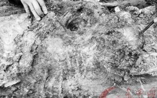 “根雕迷”发现野生平盖灵芝 ()