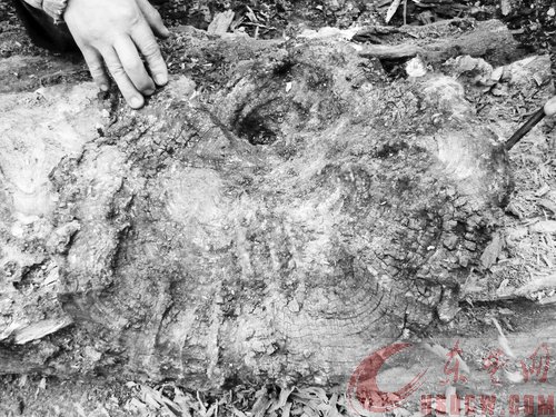 大冶黄坪山老树林里 现罕见野生平盖灵芝