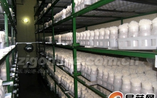 小小金针菇　做出大产业 ()